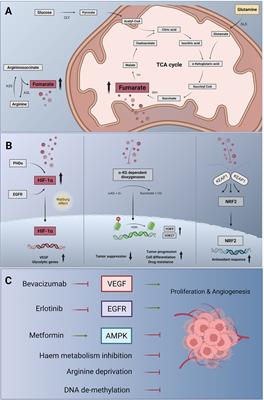 Targeting strategies in the treatment of fumarate hydratase deficient renal cell carcinoma